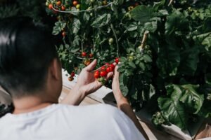 Influências africanas na culinária brasileira: sabores ancestrais.