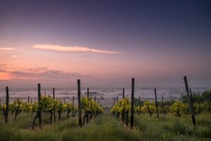 Explorando as Regiões Vinícolas do Brasil